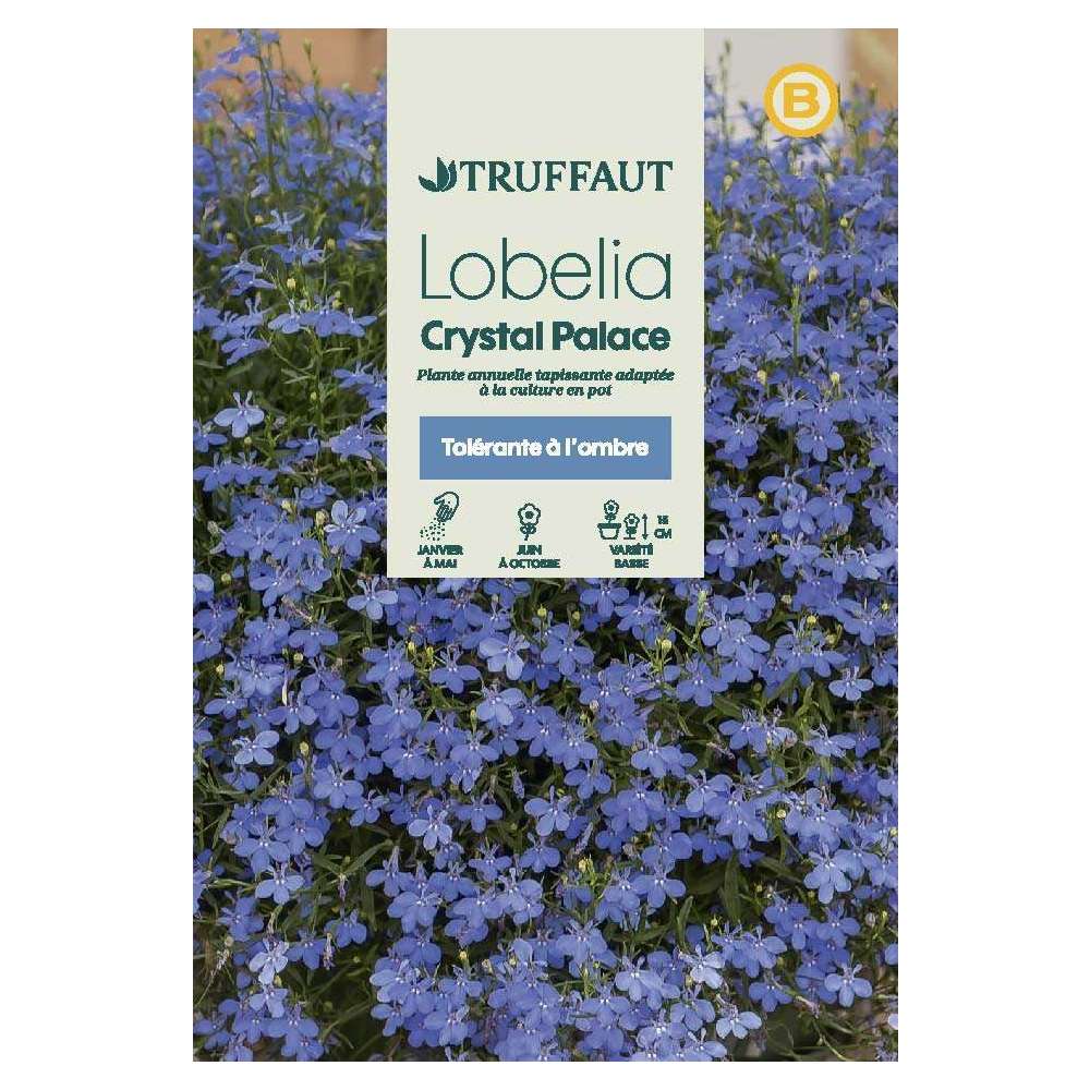 Lobélia Crystal Palace