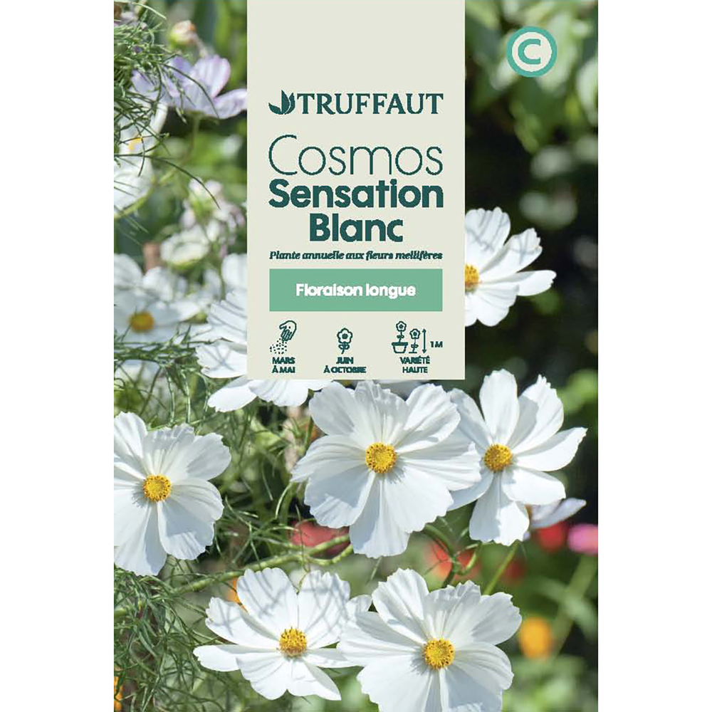 Cosmos sensation Blanc : En sachet