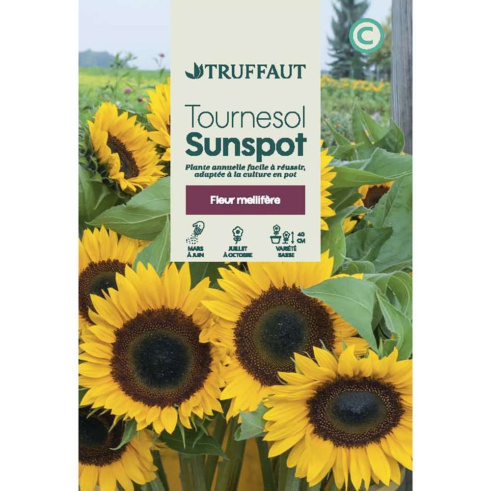 Tournesol sunspot 3 g