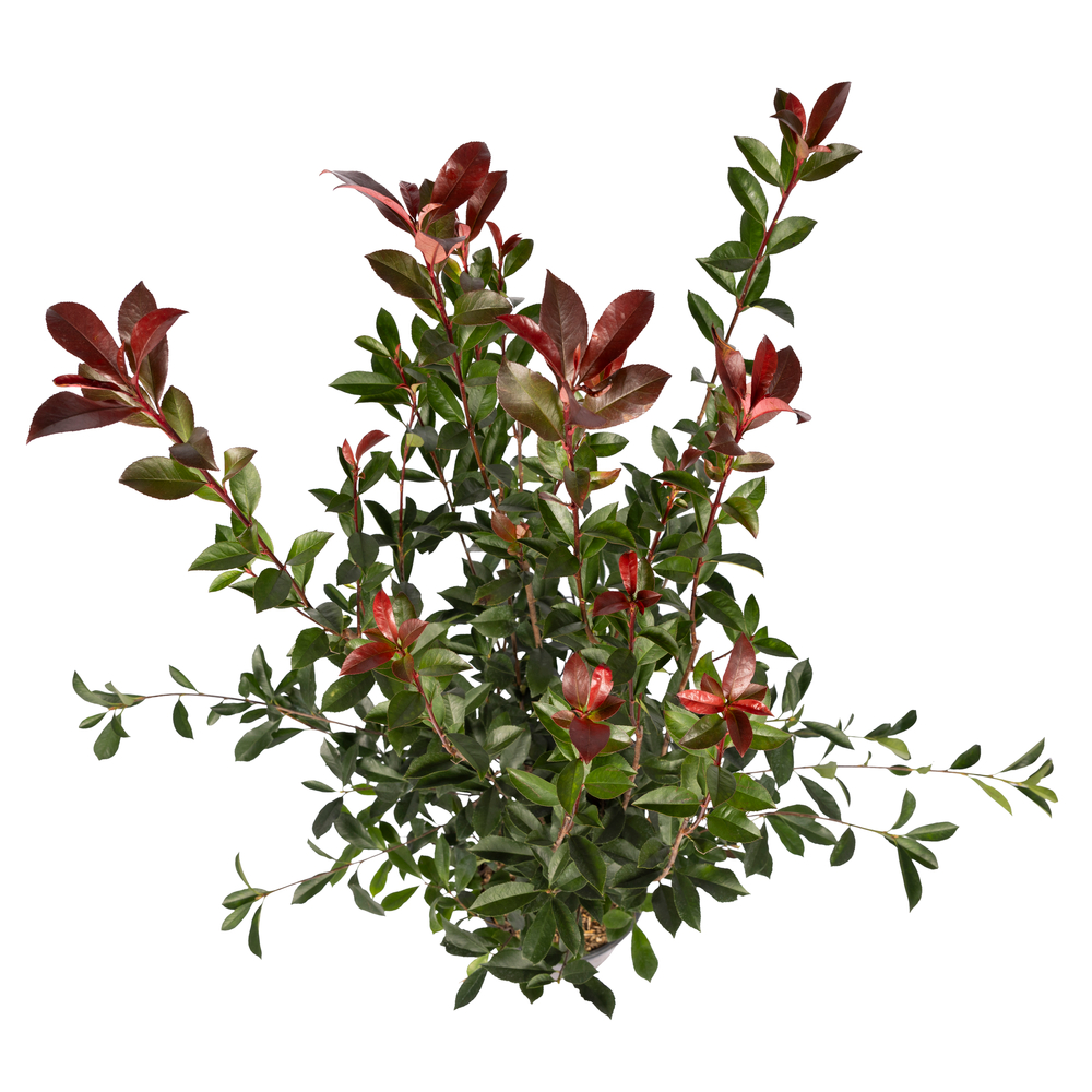 Photinia 'Carré Rouge' : pot 5L