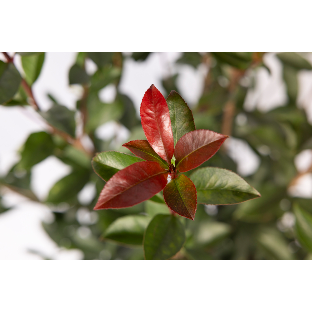 Photinia x fraseri ' Carré Rouge ': pot 10L