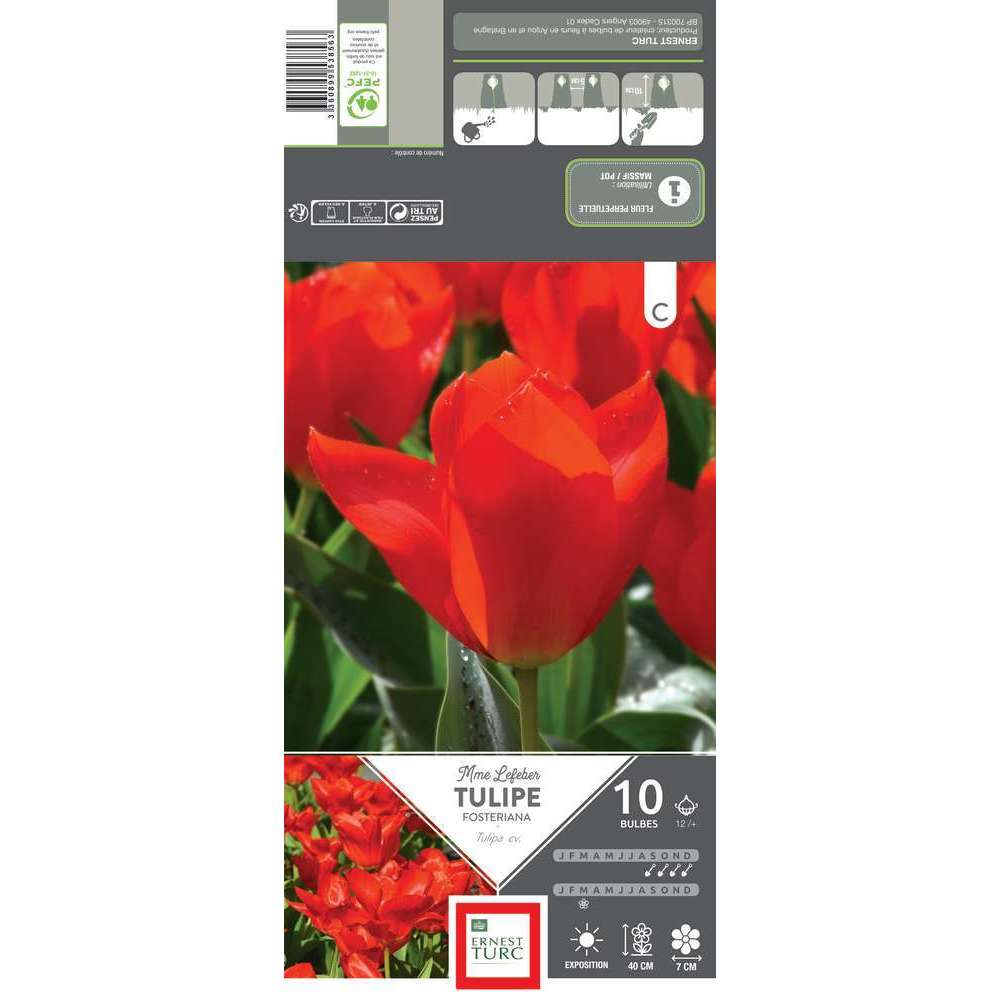 Bulbes de tulipes fosteriana 'Madame Lefeber' - x10