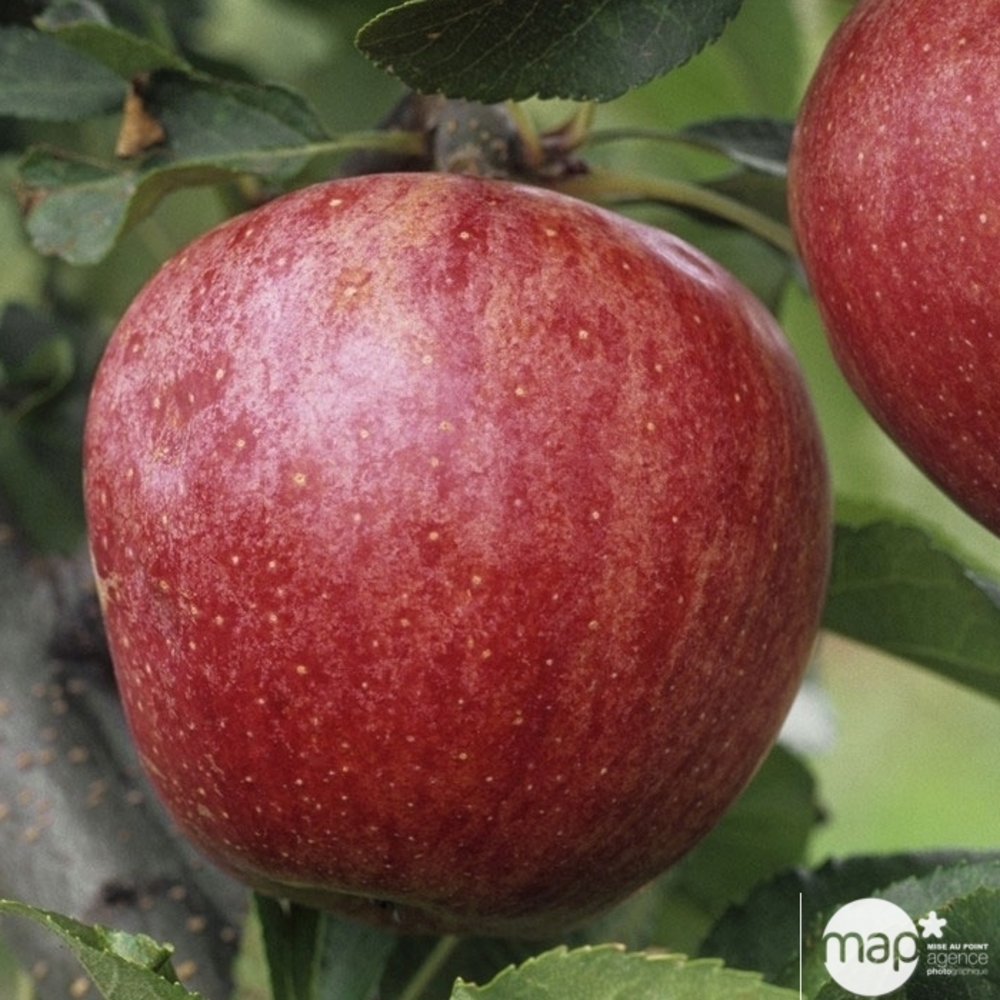 Pommier 'Royal Gala':1/2 tige pot 25L