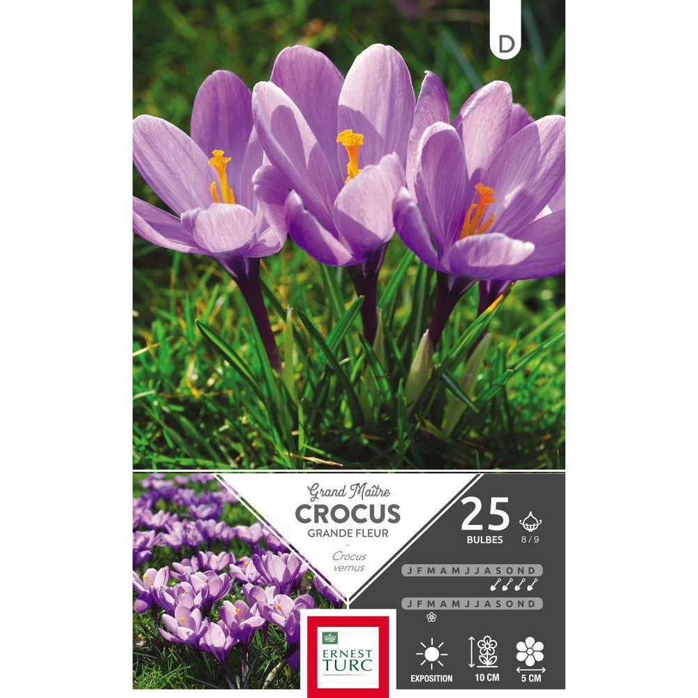 Bulbes de crocus à grandes fleurs 'Grand Maître' - x25