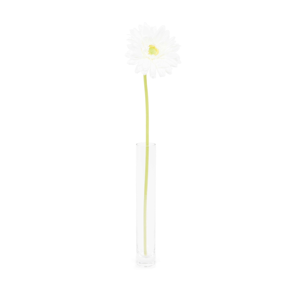 Gerbera Blanc