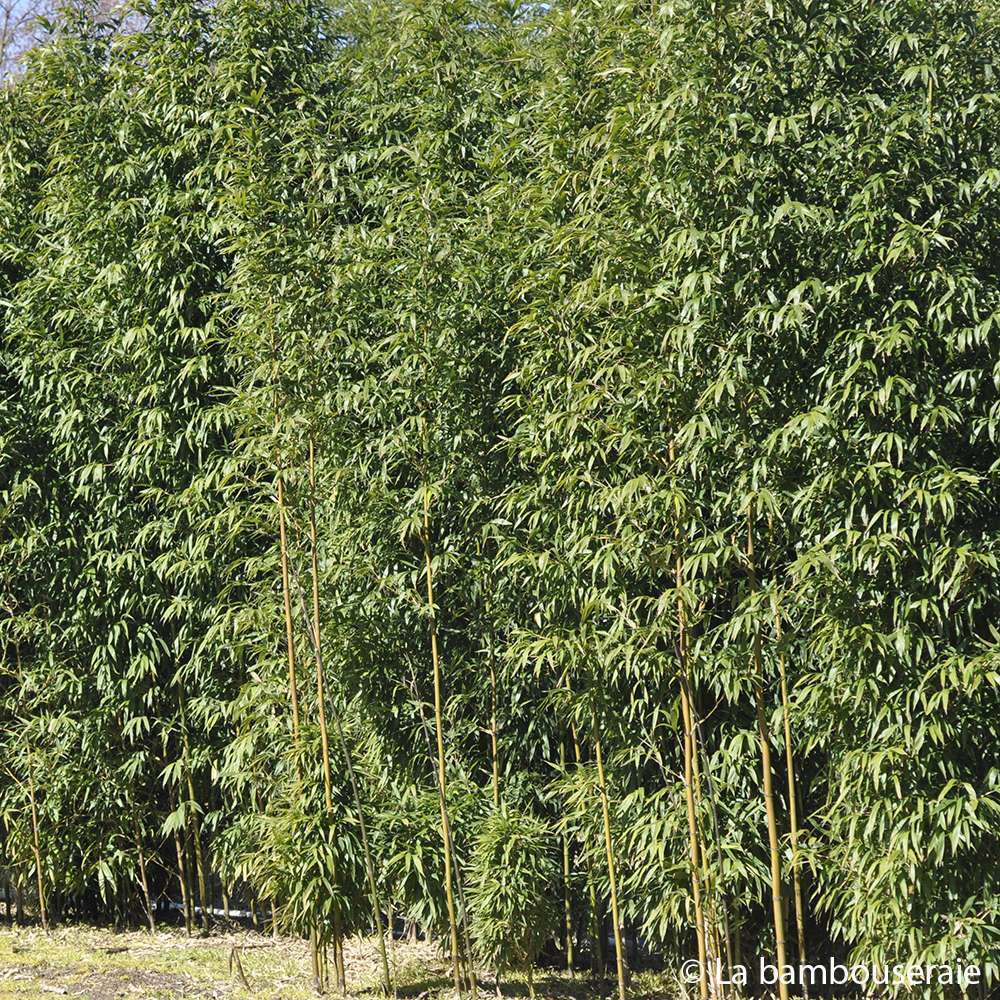 Bambou moyen semiarundinaria fastuosa 100/150 cm: pot de 7 litres