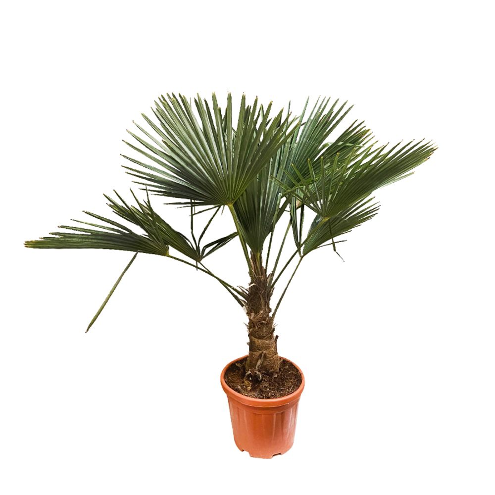 Palmier de Chine - Trachycarpus fortunei : pot de 15 litres
