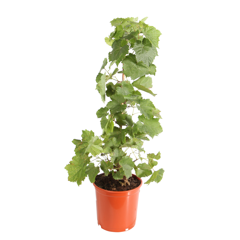 Vigne (Vitis vinifera) H60cm : Pot 5L