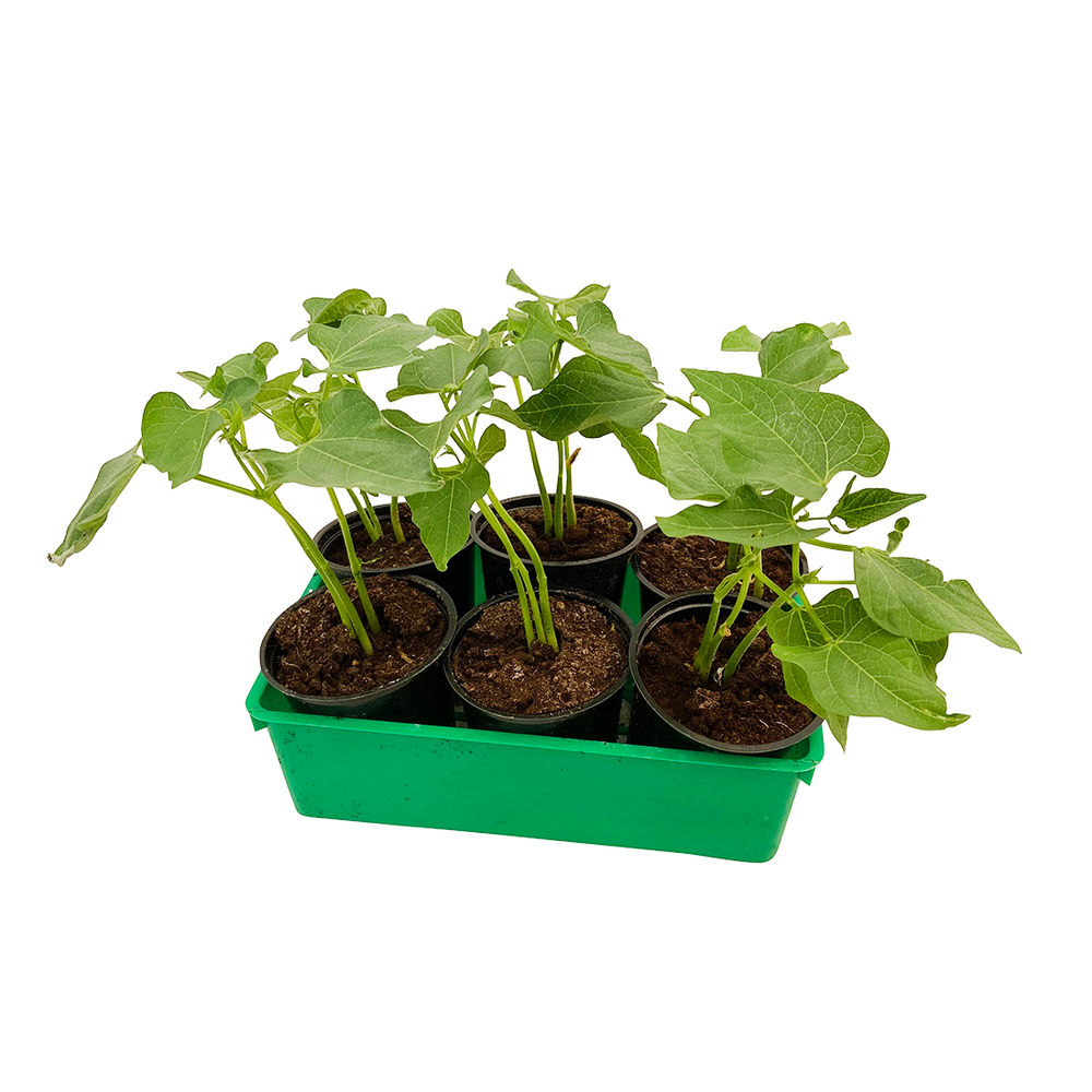 Plants de haricots nain 'Compass' bio : barquette de 6 plants