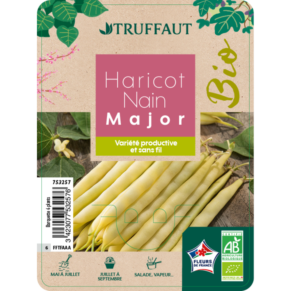 Plants de haricots nain 'Major' bio : barquette de 6 plants