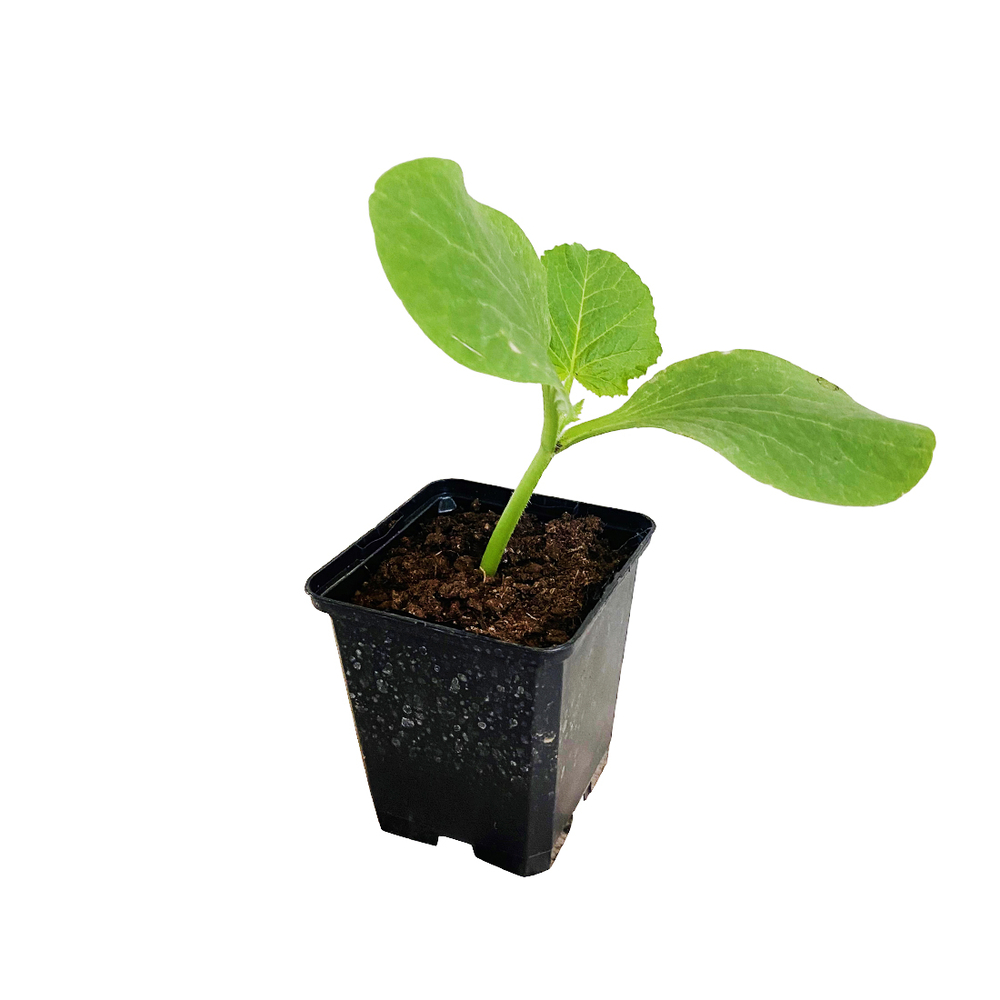 Plant de potiron 'rouge Vif d'Etampes' bio : pot de 0,5 litre