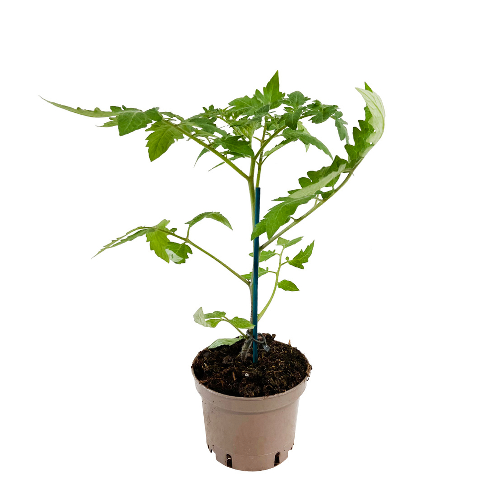 Plant de tomate 'Corazon' F1 greffée : pot de 1 litre