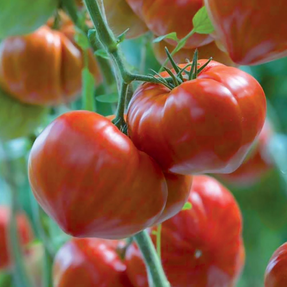 Plant de tomate 'Gourmandia' F1 greffée : pot de 1 litre