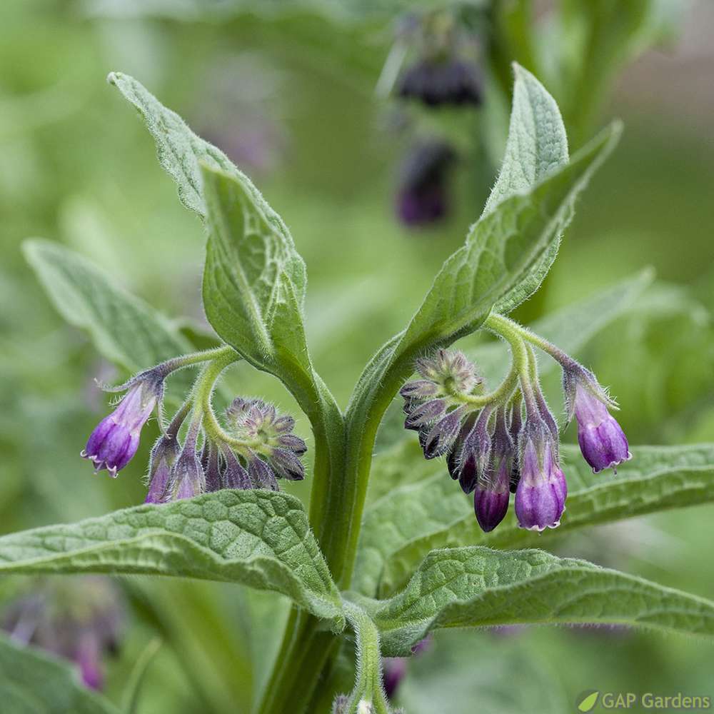 Plant de Consoude -Pot 1L