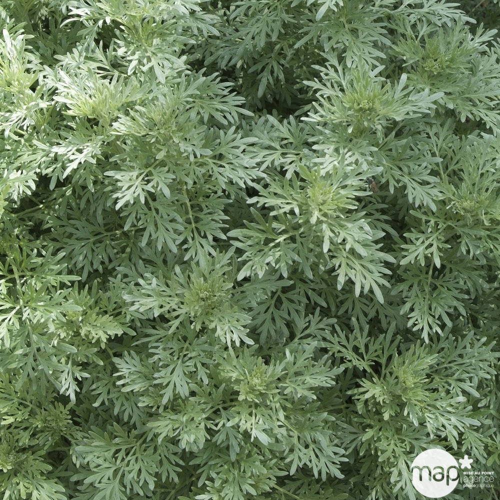 Plant d'Absinthe - Pot 1L