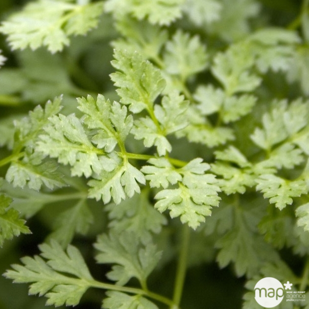 Plant de Cerfeuil commun - Pot 1L