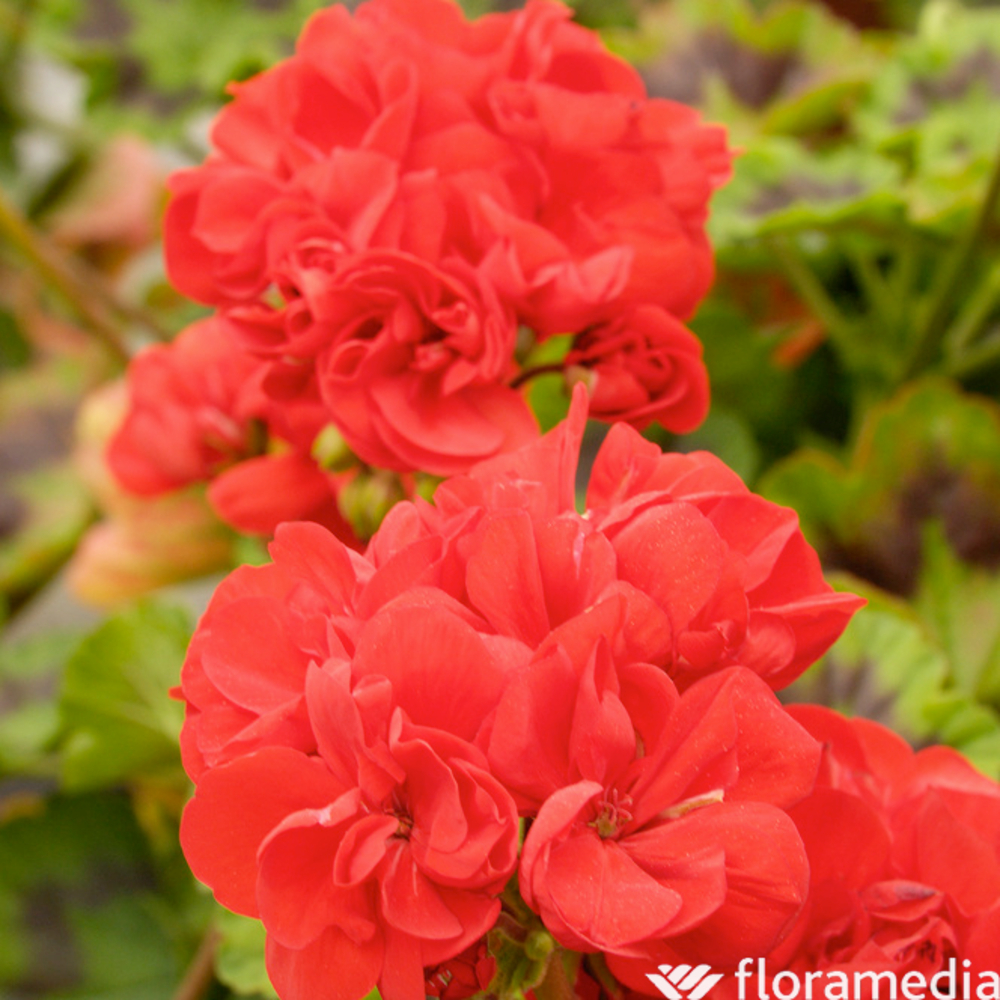Géranium zonale 'Calliope® M Scarlet Red' Label Rouge : 6 plants