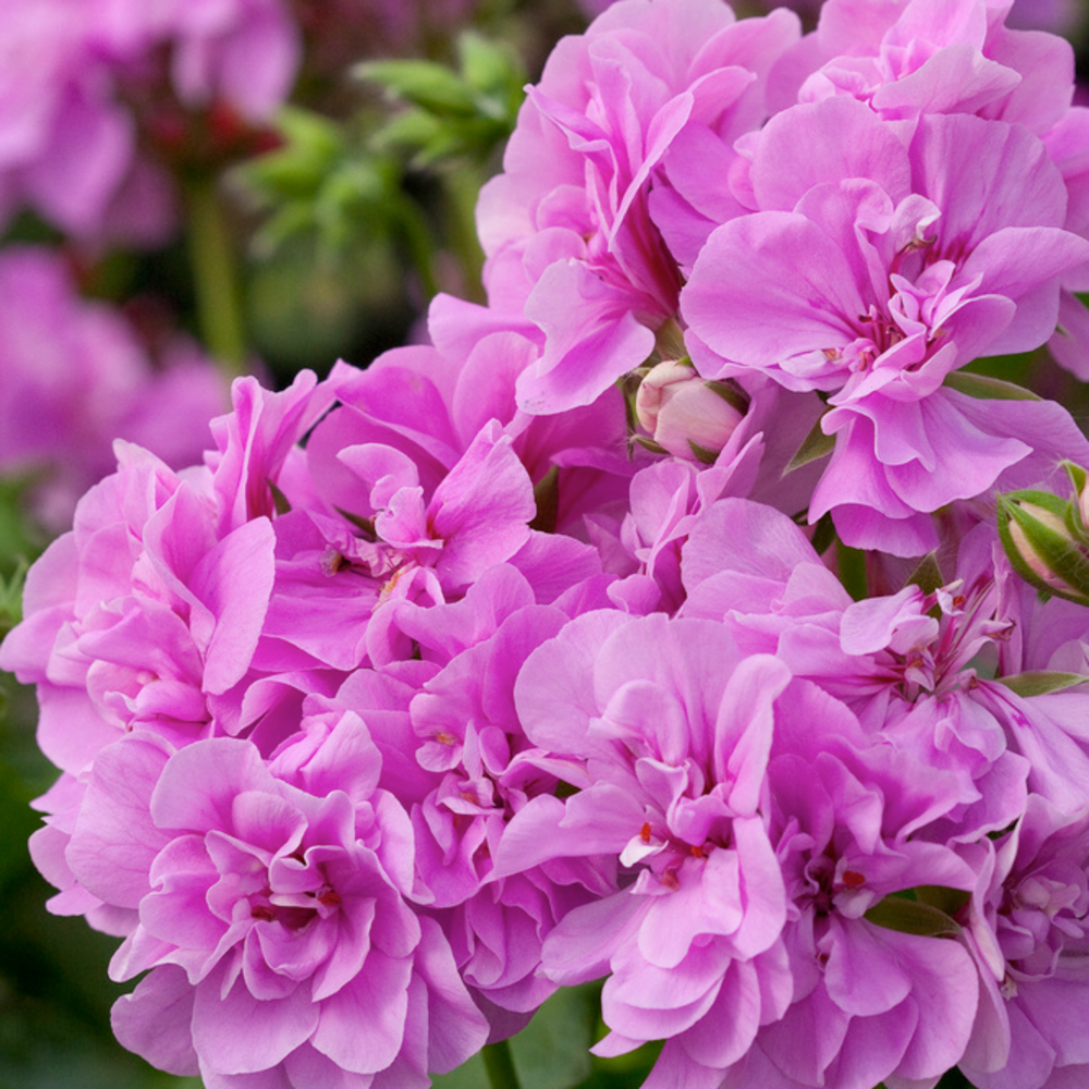 Géranium lierre double 'Toscana® Medio Lavender' Label Rouge: 6 plants