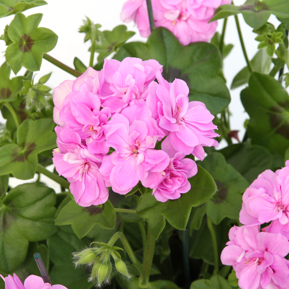 Géranium lierre double 'Toscana® Medio Lavender' Label Rouge:10 plants