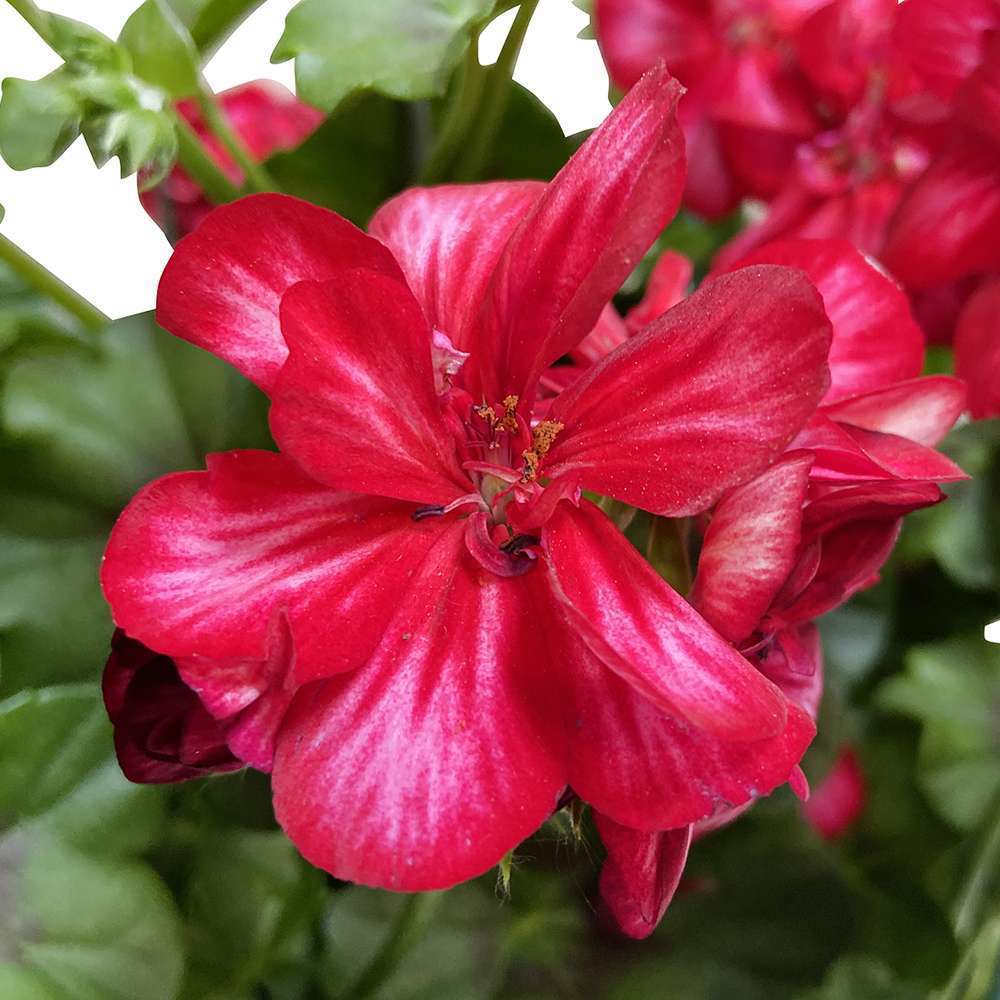 Géranium lierre double Toscana® Sunflair Lollipop Red Label Rouge:'x 6