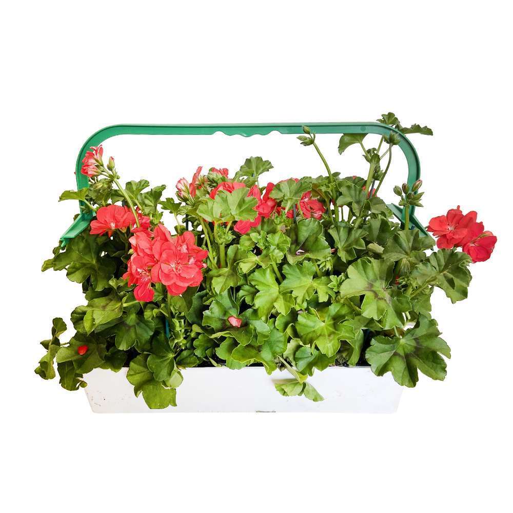 Géranium lierre double 'Royal® Fire' Label Rouge : 10 plants