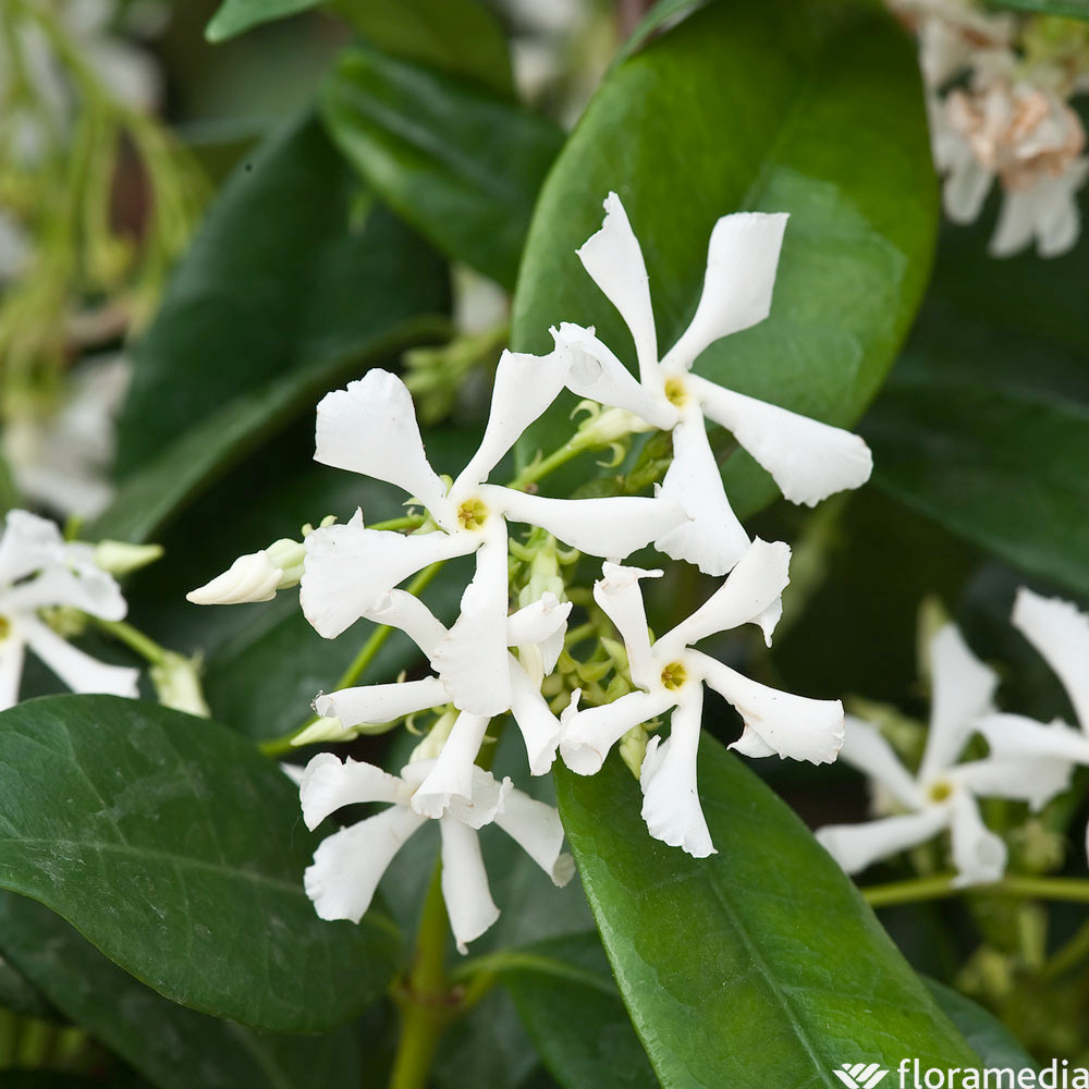 Trachelospermum jasminoides : 3L en tipi
