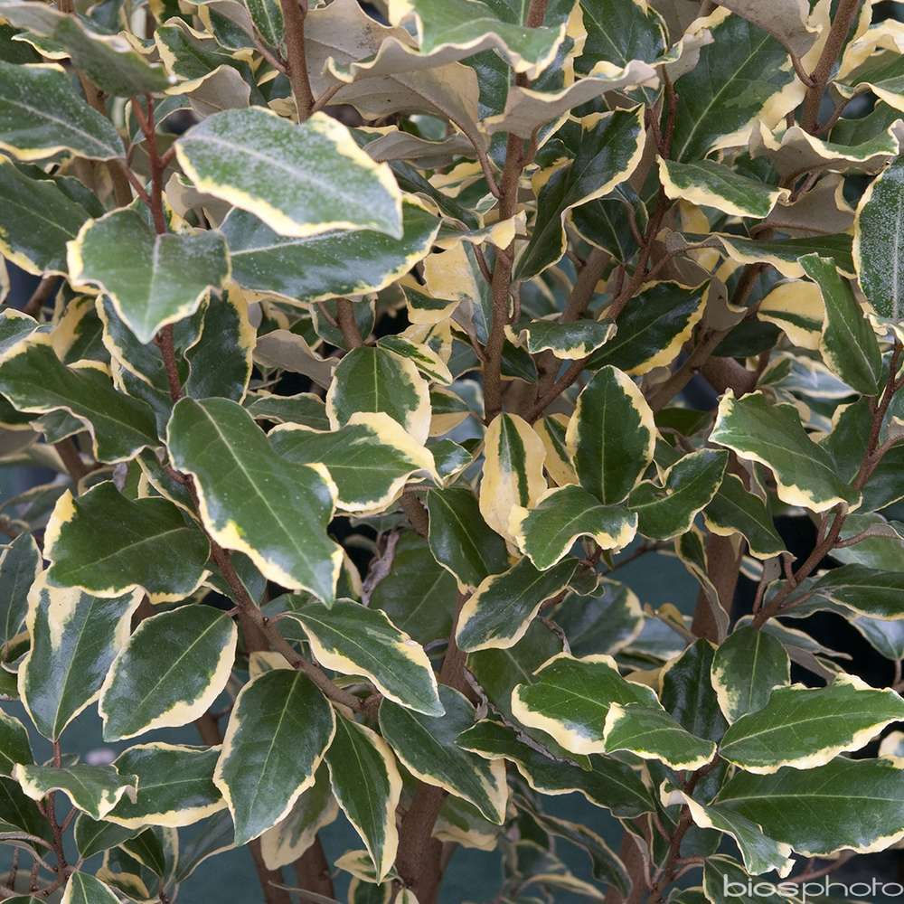 Elaeagnus x ebbingei Viveleg : C4L