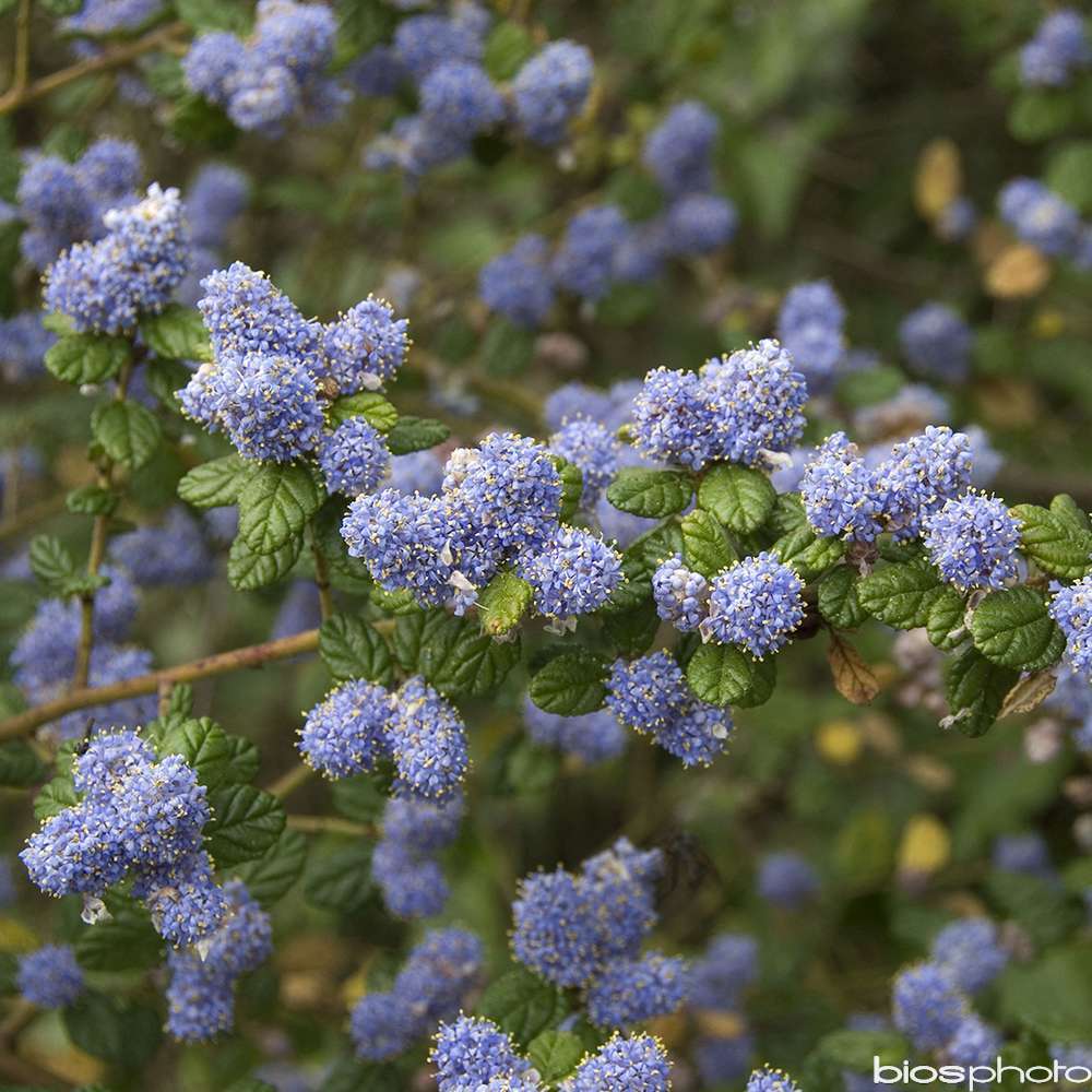 Ceanothus Prostratus pot 4. 5L