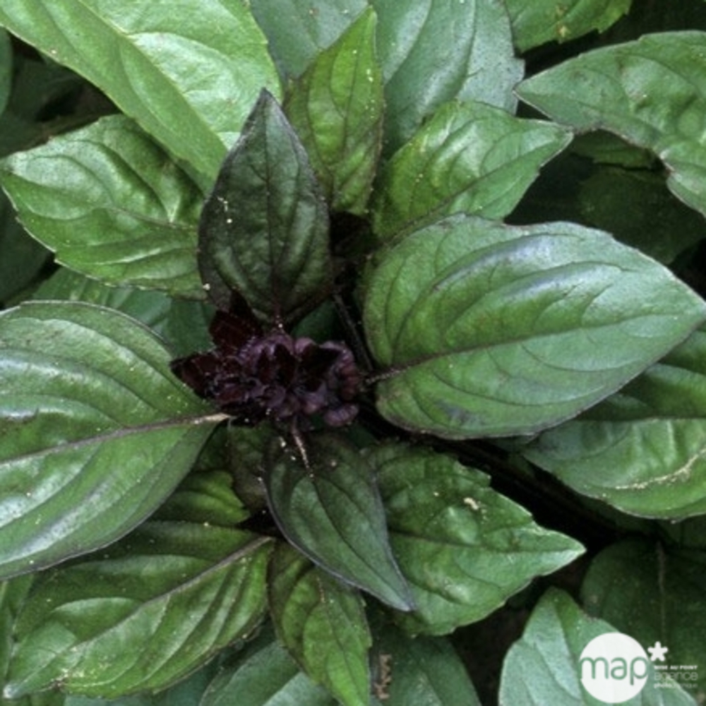 Basilic 'cannelle' : pot 0. 5 litre