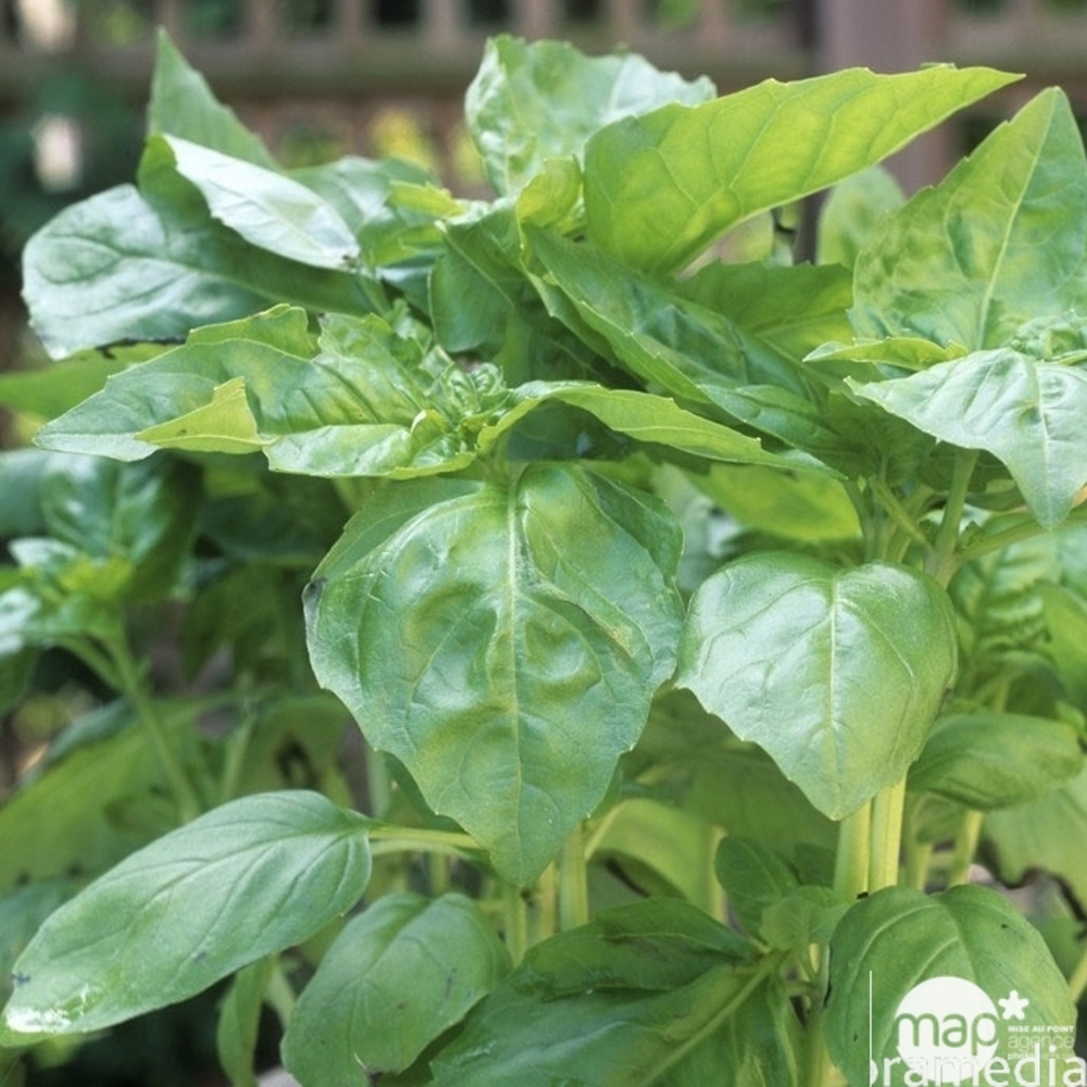 Plant de basilic 'Marseillais' : pot de 0. 5 litre