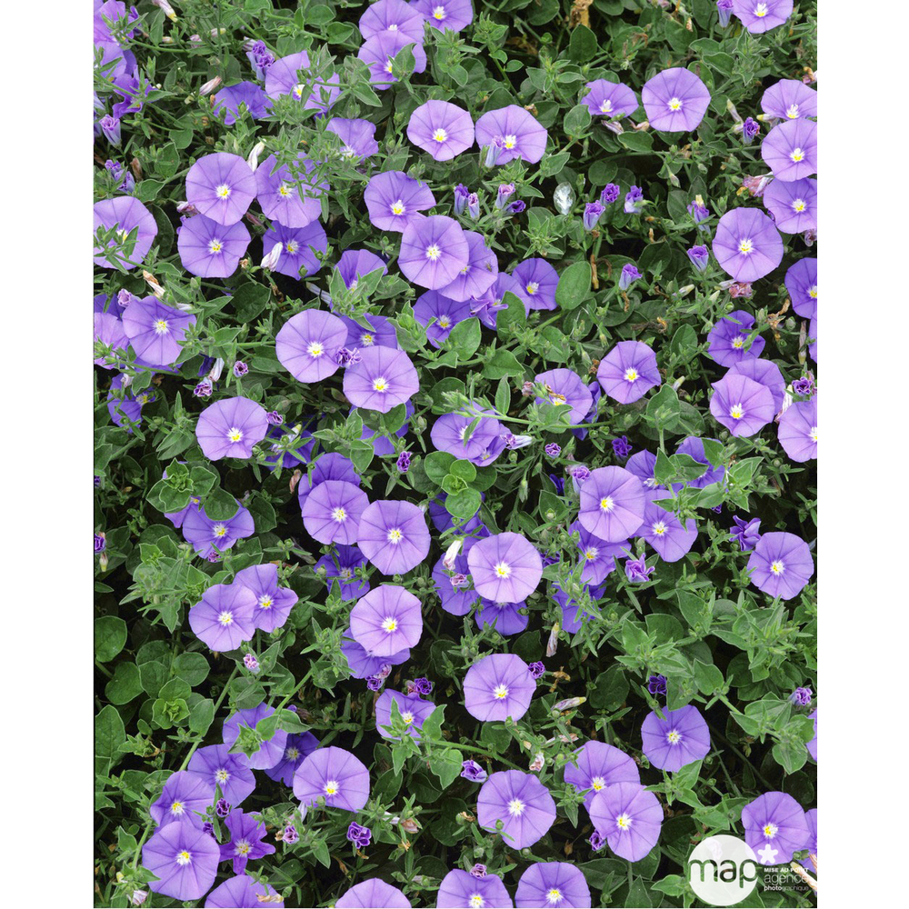 Arbuste convolvulus - pot de 15L