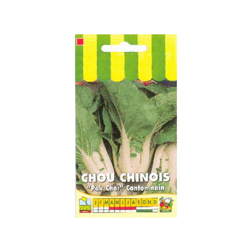 Graines de chou de chine canton nain pak choi