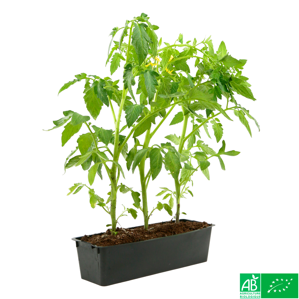 Plants de tomates 'Marmande' bio : barquette de 3 plants