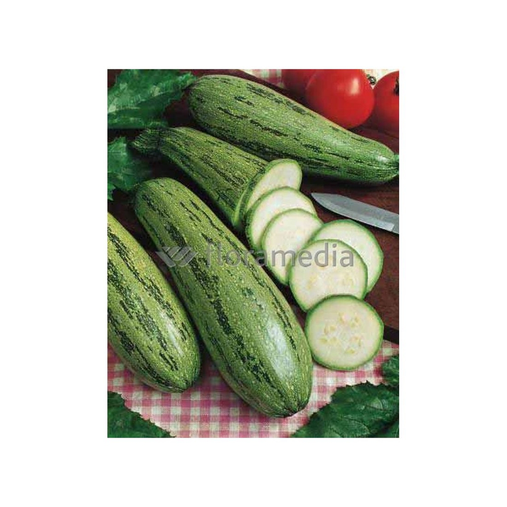 Graines de courgette grisette de provence