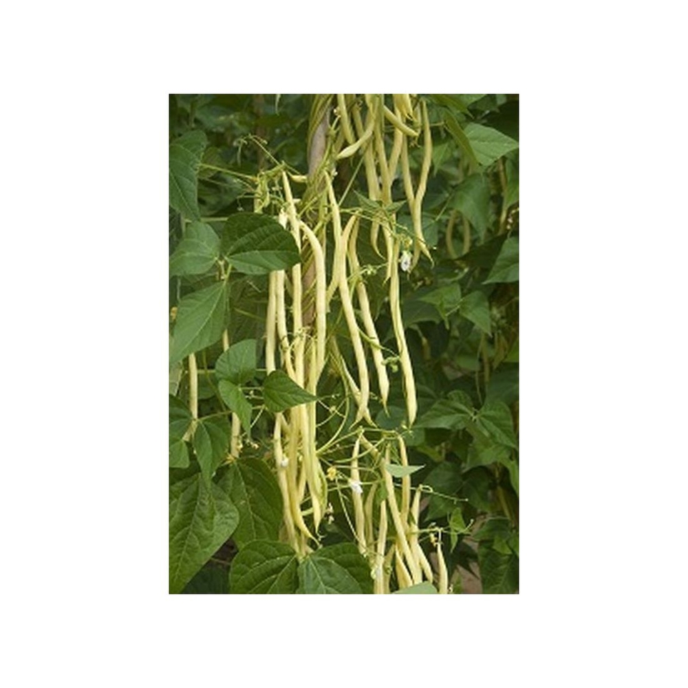 Graines d'haricot à rames mangetout monte gusto