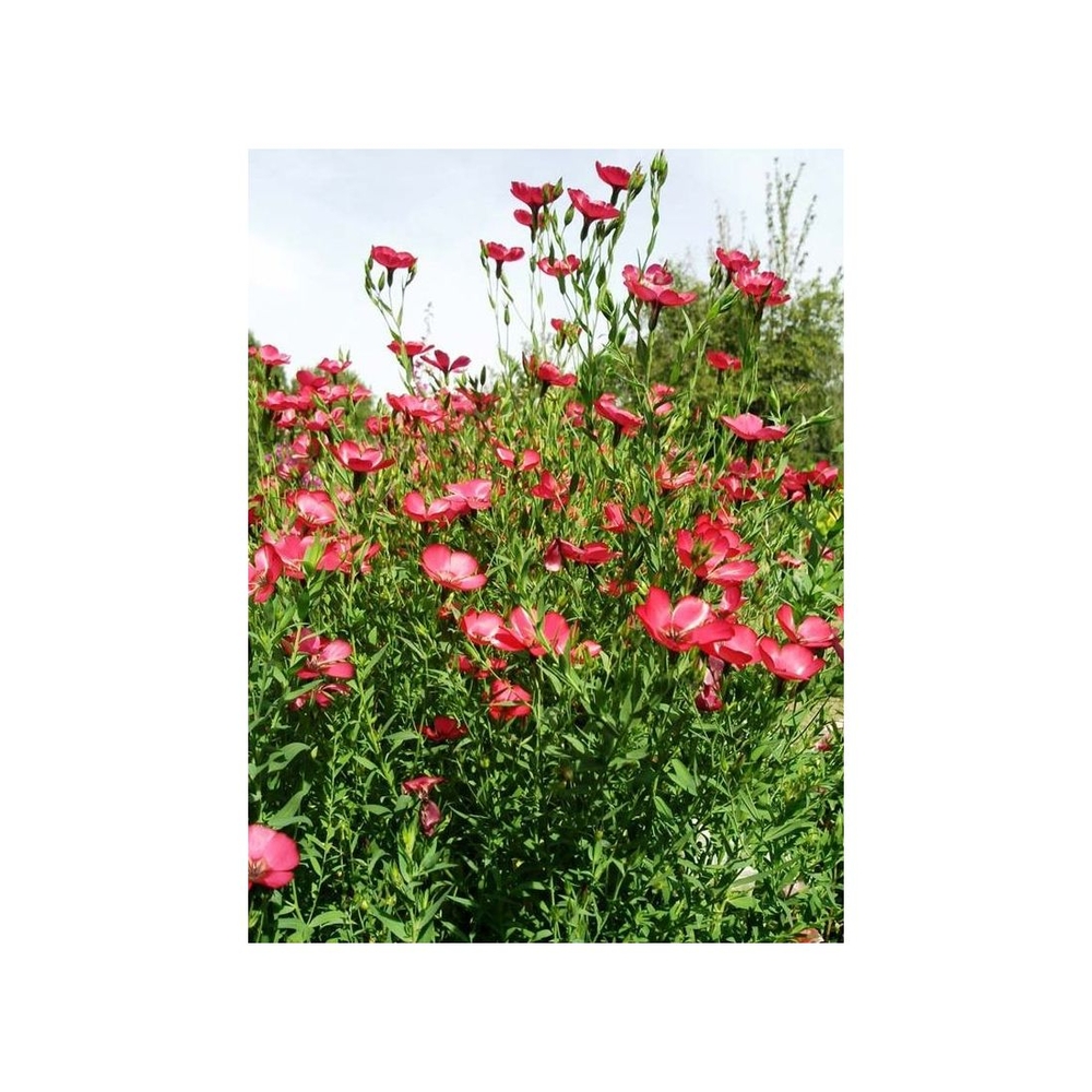 Lin annuel rouge