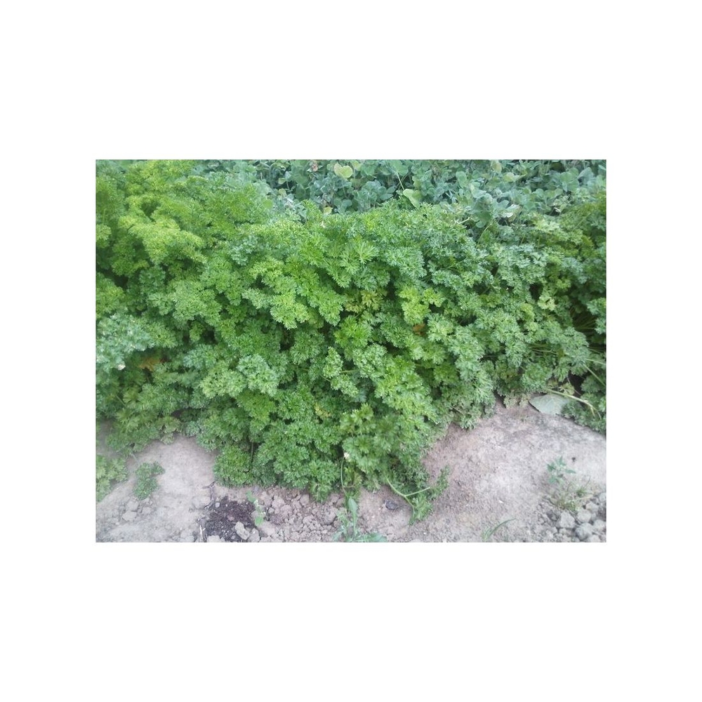 Graines de persil frisé vert foncé gros grammage