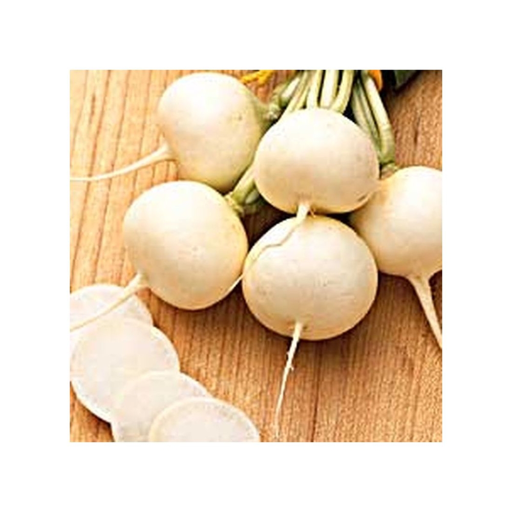 Graines de radis ronde witte ( rond blanc )