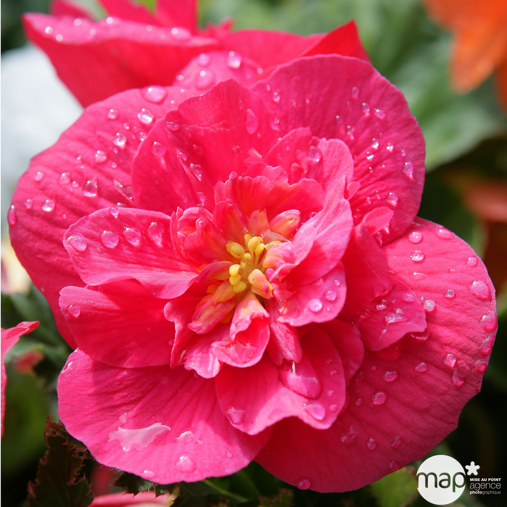 Bégonia tubéreux : barquette de 4 plants