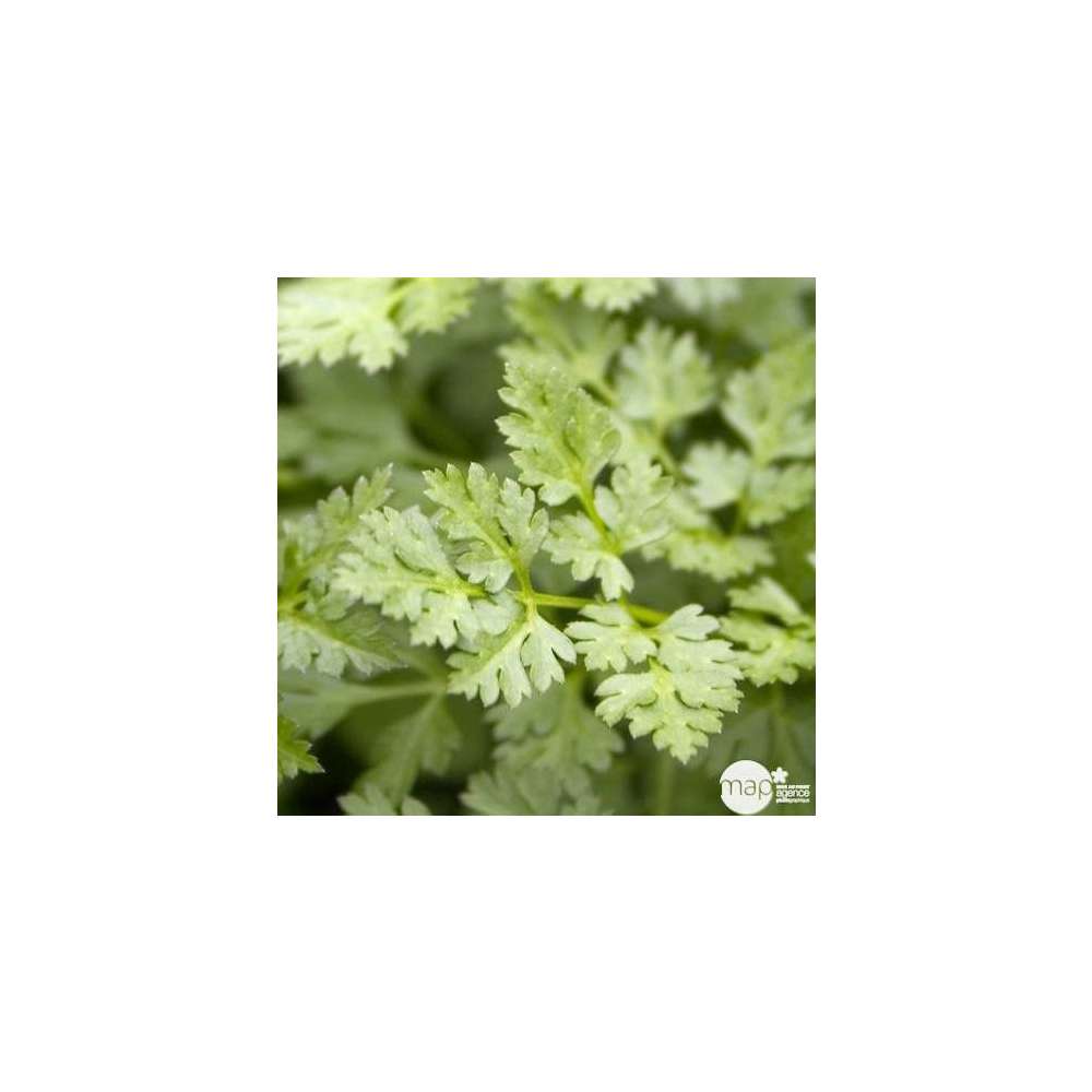 Plant de Cerfeuil commun - Pot 0,5L