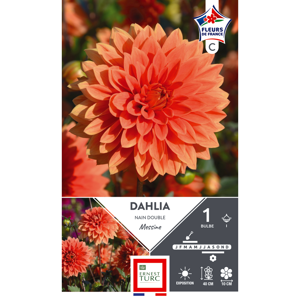 1 bulbe de dahlia nain double 'Messine'