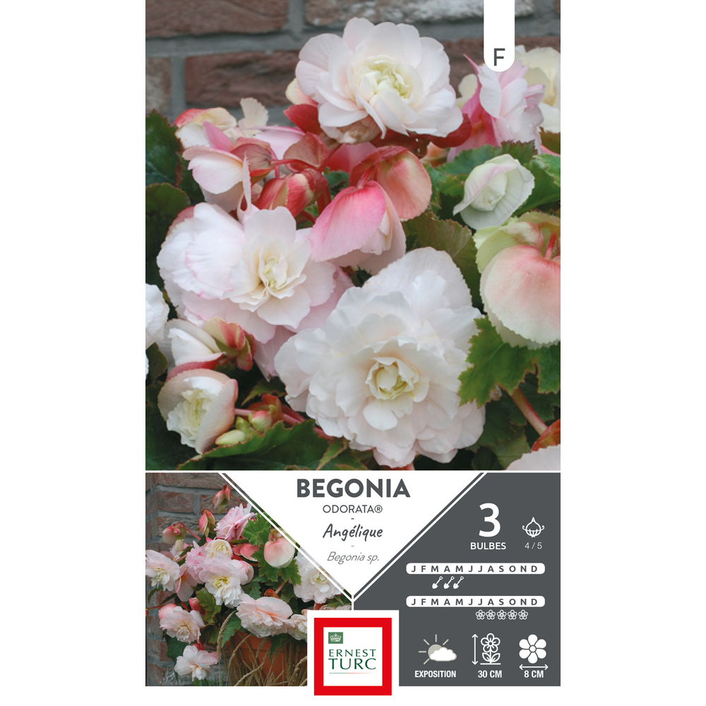 Begonia Odorant Angelique 4/5 X3