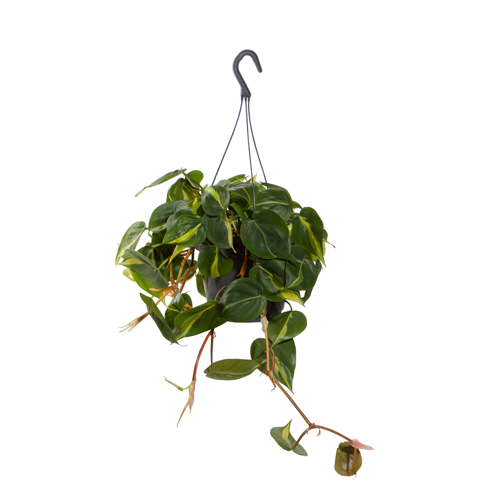 Philodendron scandens 'Brazil':suspension D18cm