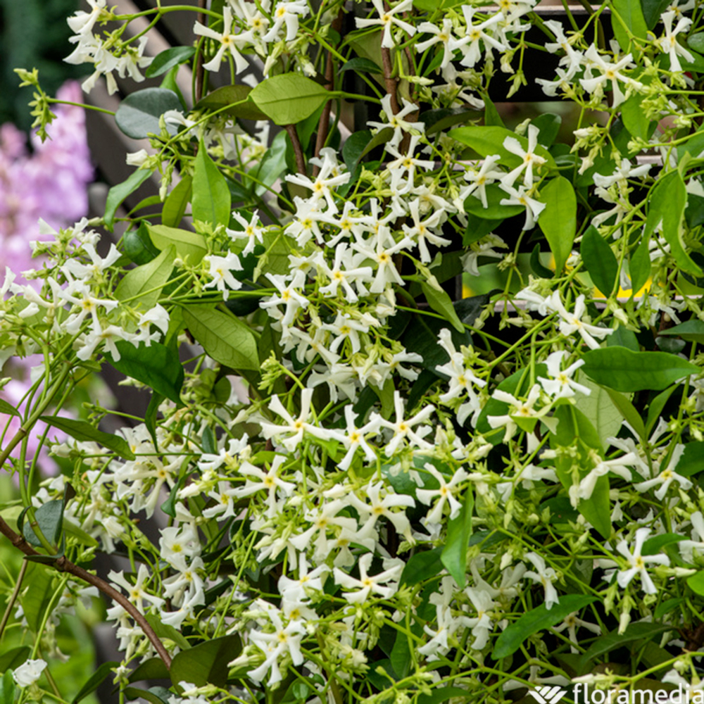 Trachelospermum 'Winter Ruby'®:pot 3L