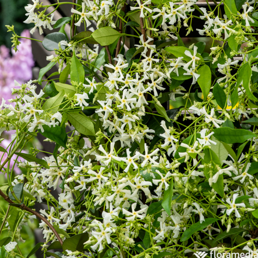 Trachelospermum 'Winter Ruby®' - Pot 3L