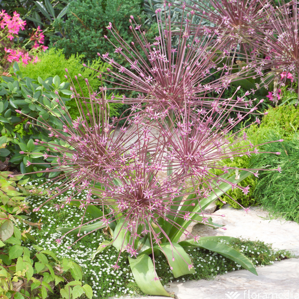 Bulbes d'allium schubertii - x2