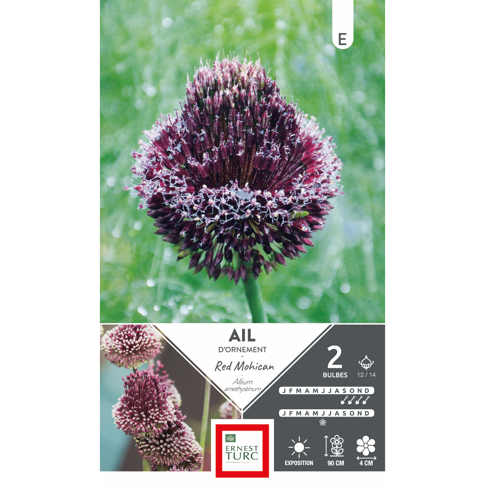 Bulbes d'allium 'Red Mohican' - x2