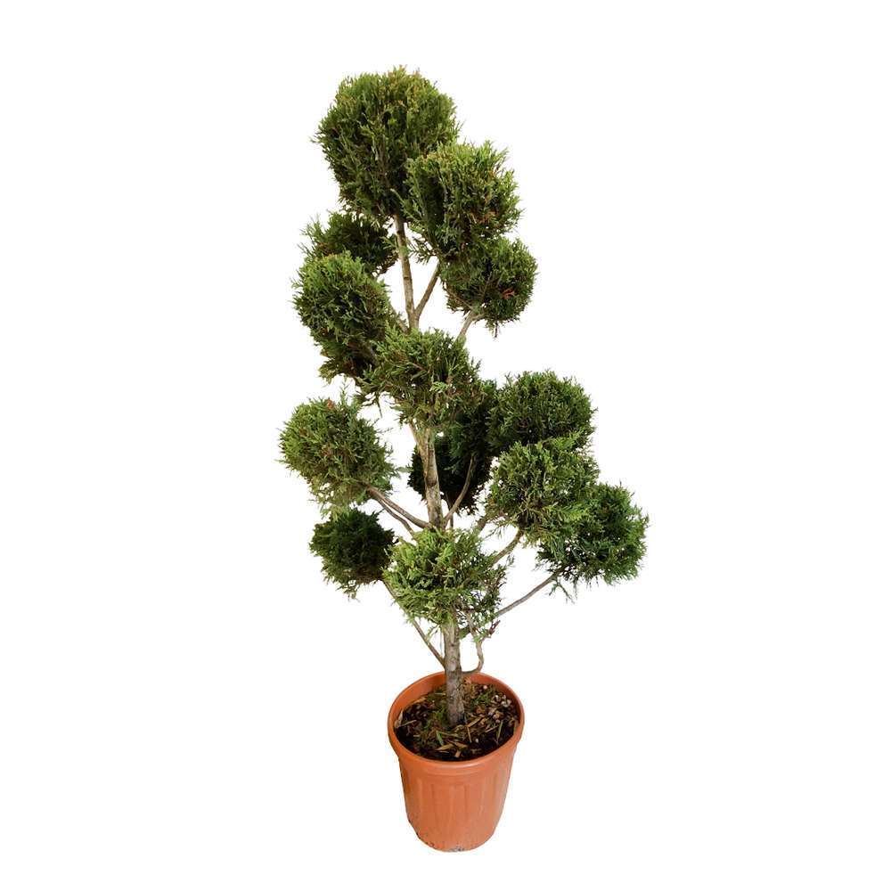 Cupressocyparis Leylandii 'Castelwellangold', pompom : pot 18 L