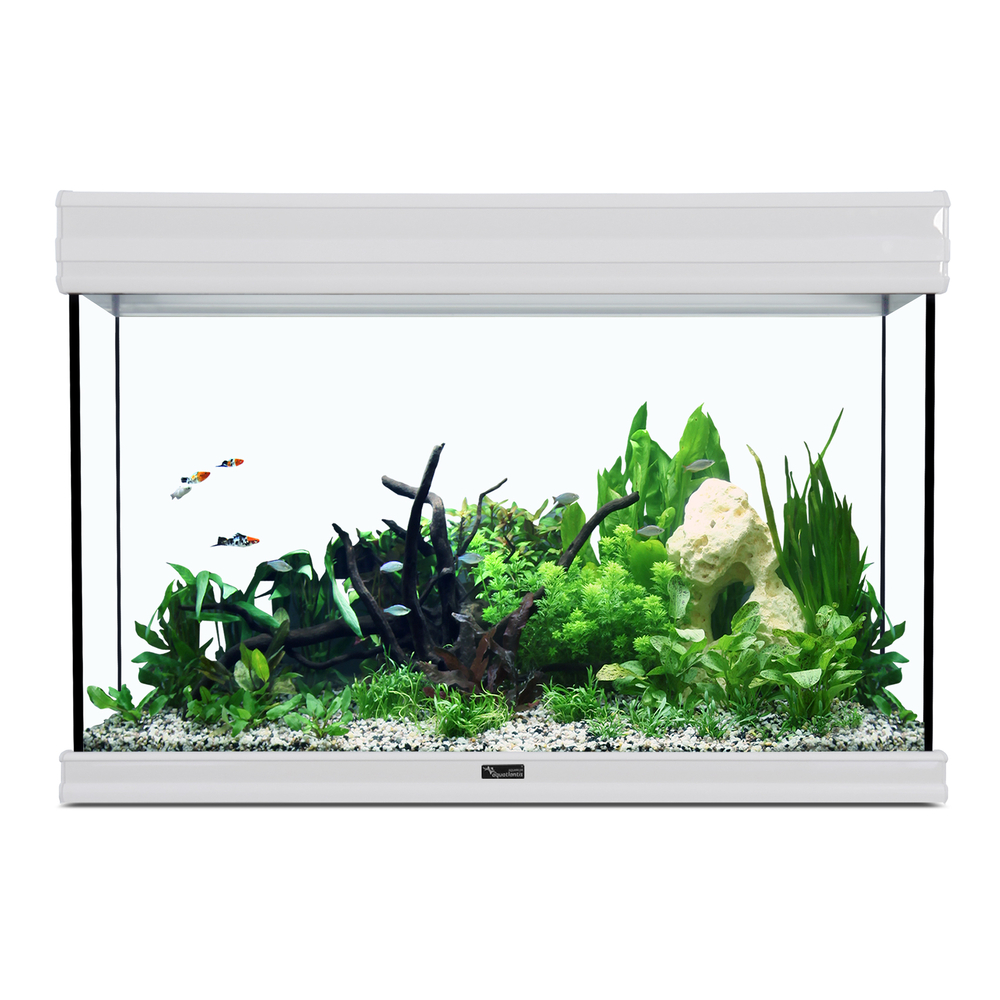 Aquarium fusion 80 blanc