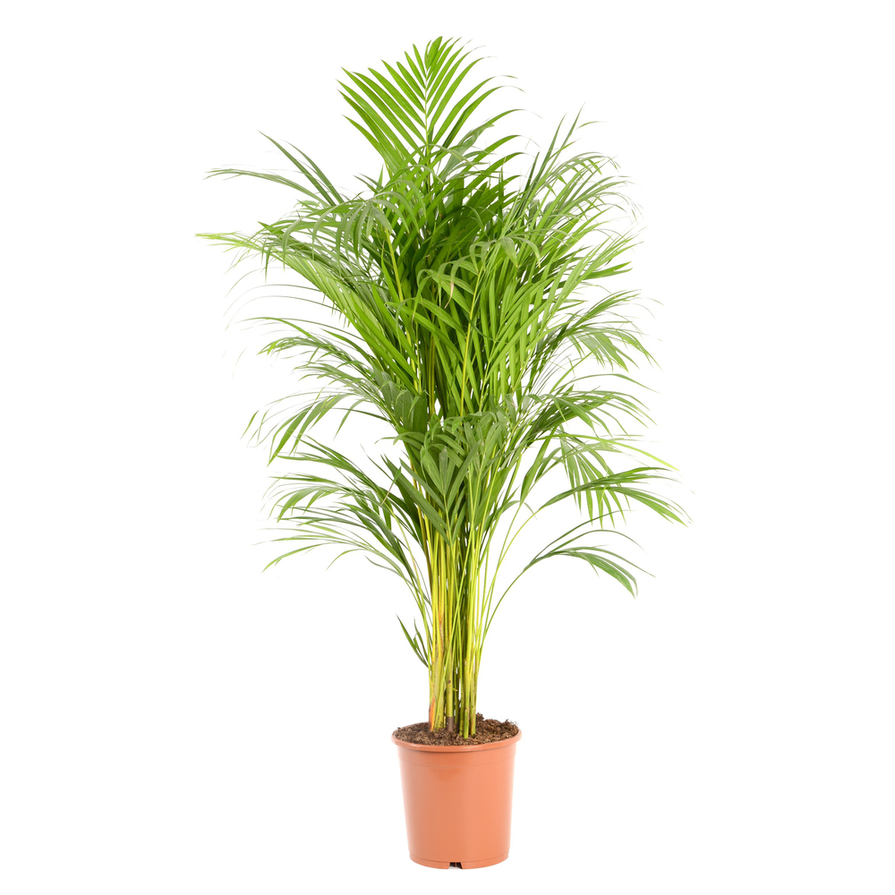 Areca H. 110cm, pot D. 21cm